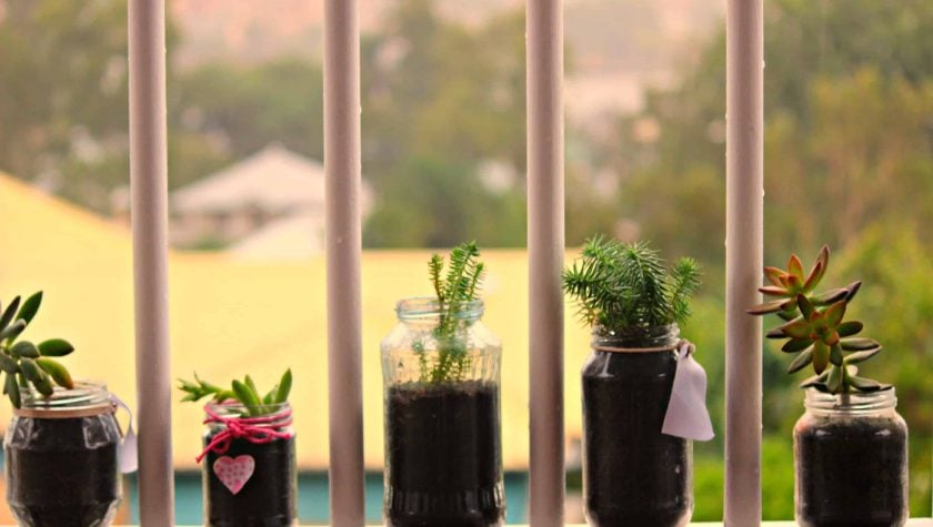 supporter_story_-_succulents_-_may_2015